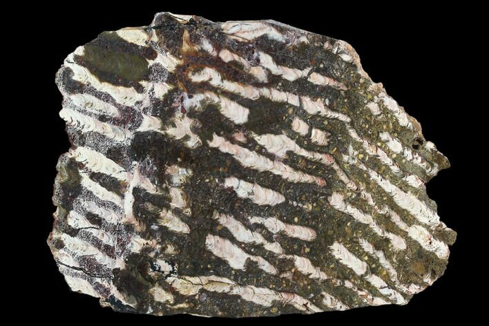 Polished Stromatolite (Collenia) Slab - Minnesota #130656